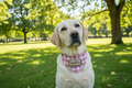 Pet Bandana Collar — "Dirtee Dawg" pink plaid